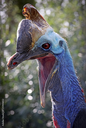 Southern cassowary (Casuarius casuarius), also known as double-wattled cassowary photo