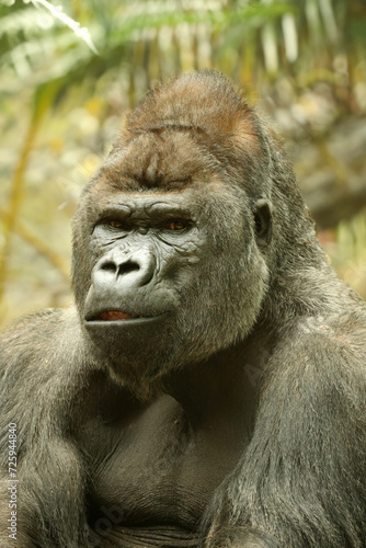 gorilla portrait in nature