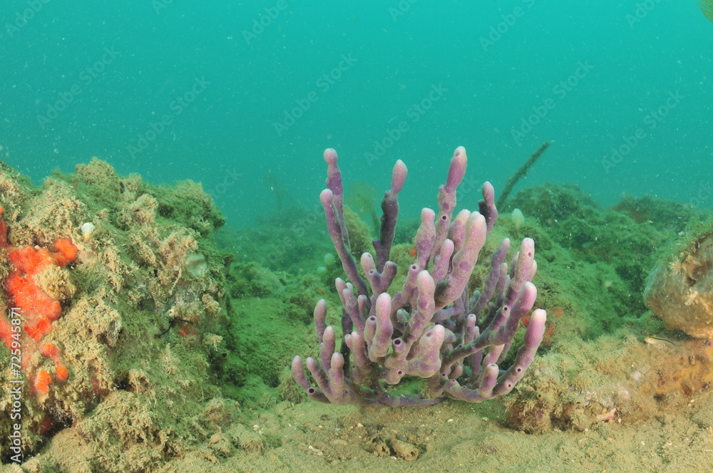 Purple sponge with long fingers among rocks covered with fine sediment. Location Mahurangi