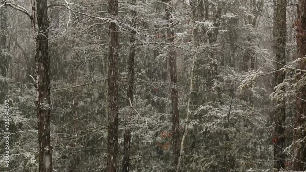 falling snow in upstate new york forest (castill mountains blizzard) footage close up of branches covered in light powder (winter landscape) falling snow in upstate new york forest (castill mountains blizzard) footage close up of branches covered in light powder (winter landscape)