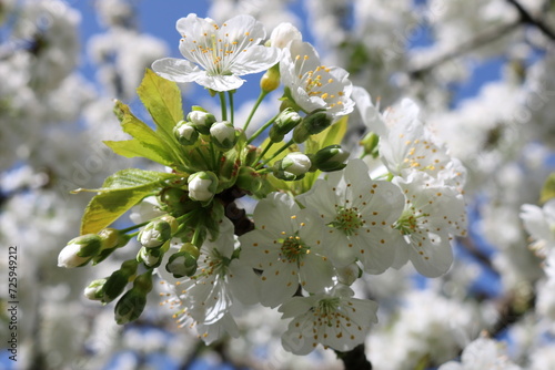 cherry tree blooming in spring