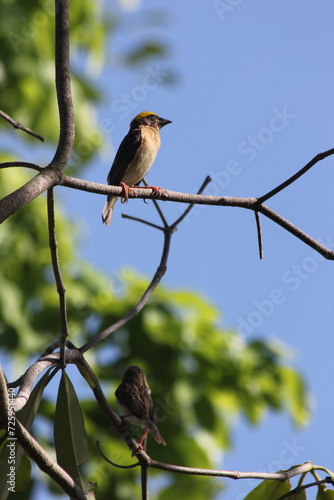 Canvas Print weaver birds on a branch