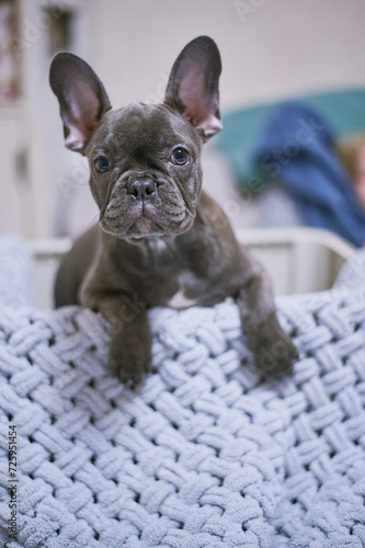 French Bulldog Dog Gray Big Ears Pile Sitting In Box With Blue Bedspread