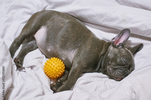 French Bulldog Dog Gray Sleeping In Bed Pet