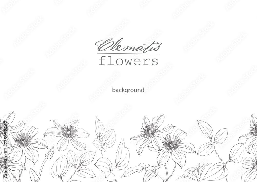Seamless border flowers of clematis Hand drawn line elements Vector Illustration for design. Floral background