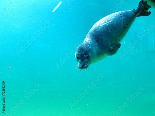 Seehund (Phoca Vitulina) taucht im Wasser, Robbe schwimmt in Wasser mit Textfreiraum, copyspace