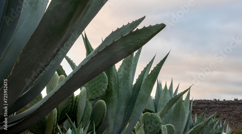 American agave maguey and nopales in Mexico with space for text photo