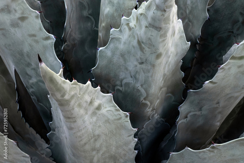 Closeup agave Americana salmiana cactus abstract natural pattern, background texture photo