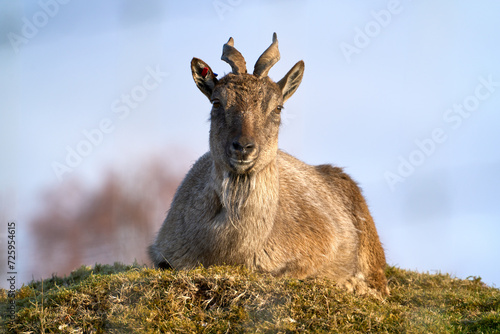 Himalayan Tahr Resting