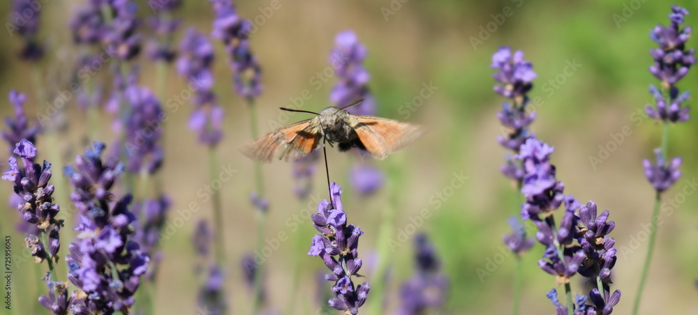 hummingbird hawk-moth feeding on lavender hummingbird hawk-moth feeding on lavender