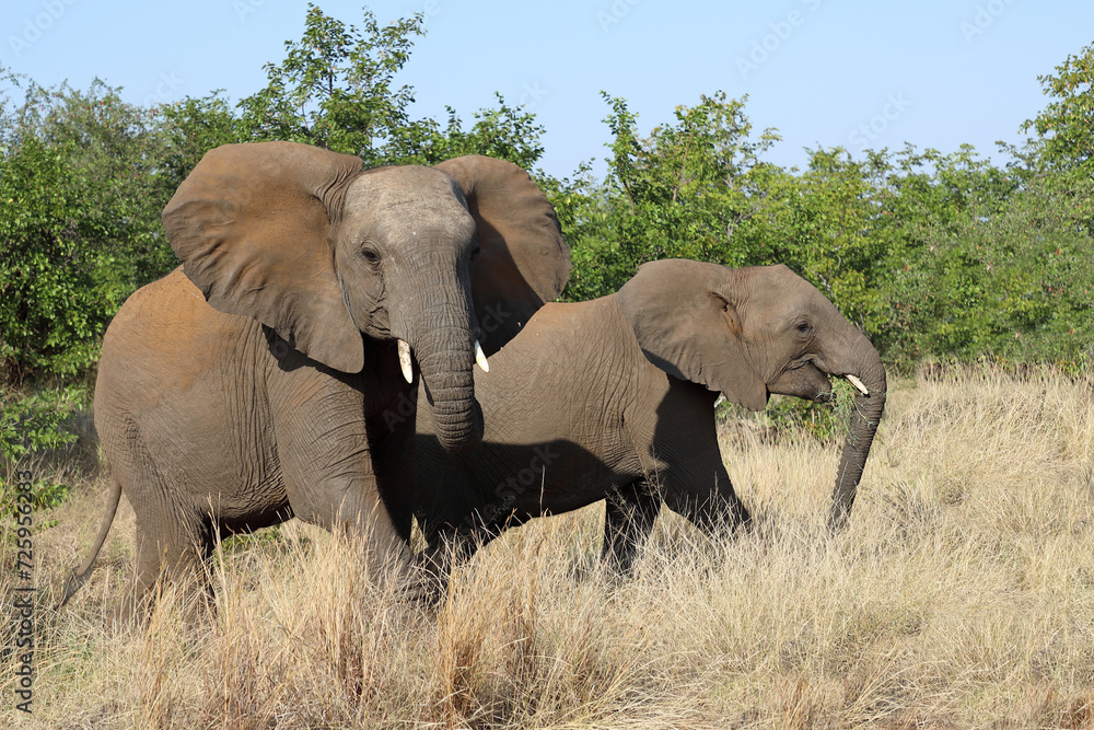 Obraz premium Afrikanischer Elefant / African elephant / Loxodonta africana
