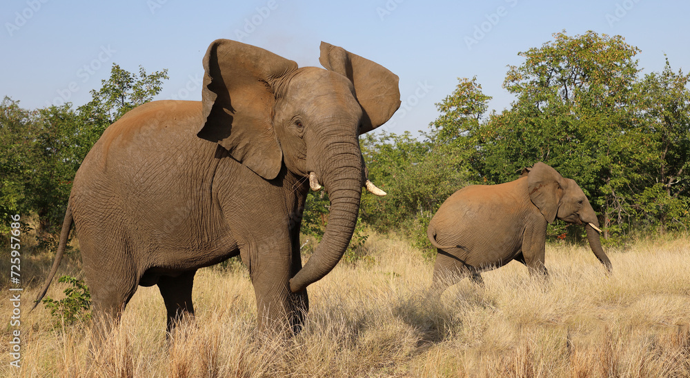 Fototapeta premium Afrikanischer Elefant / African elephant / Loxodonta africana..