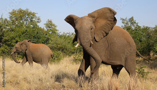 Afrikanischer Elefant / African elephant / Loxodonta africana..