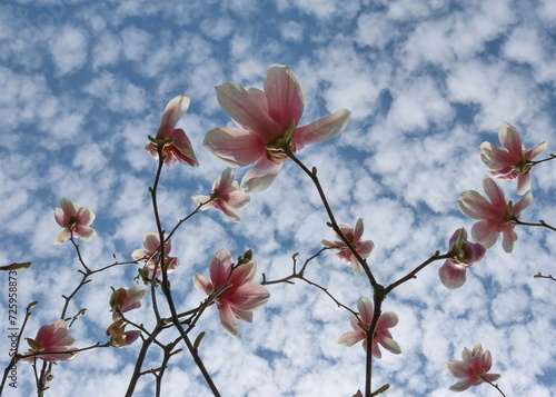 magnolia tree blooming in spring