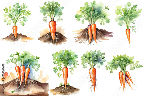 Watercolor carrots collection. Orange raw vegetables isolated on white background. Carrots inside the ground slices.
