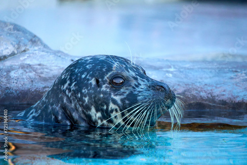 Seal in water © TheFlyingMeerkat