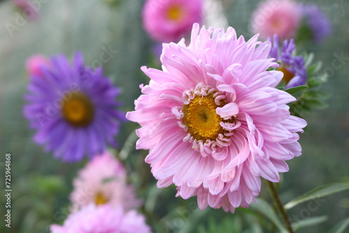 annual aster (Callistephus) in the garden