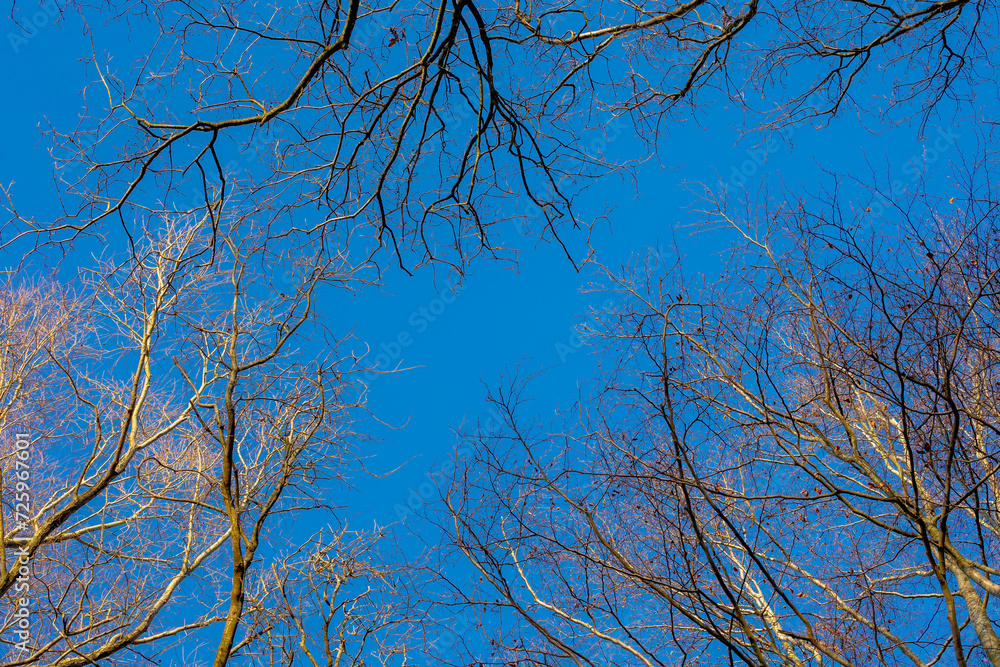 Uprisen angle with view of leafless tree twig under blue clear sky in sunny day, Silhouette of bare branches trees after leaves fallen in winter, Nature texture pattern background. Uprisen angle with view of leafless tree twig under blue clear sky in sunny day, Silhouette of bare branches trees after leaves fallen in winter, Nature texture pattern background.
