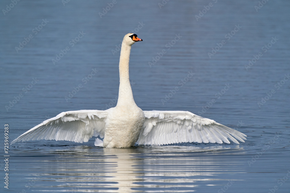 Fototapeta premium Schwan