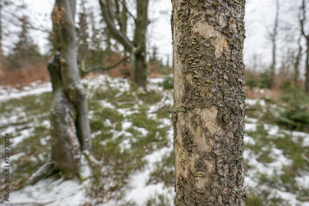 Detail of a dry spruce trunk with mushrooms in winter. Detail of a dry spruce trunk with mushrooms in winter.