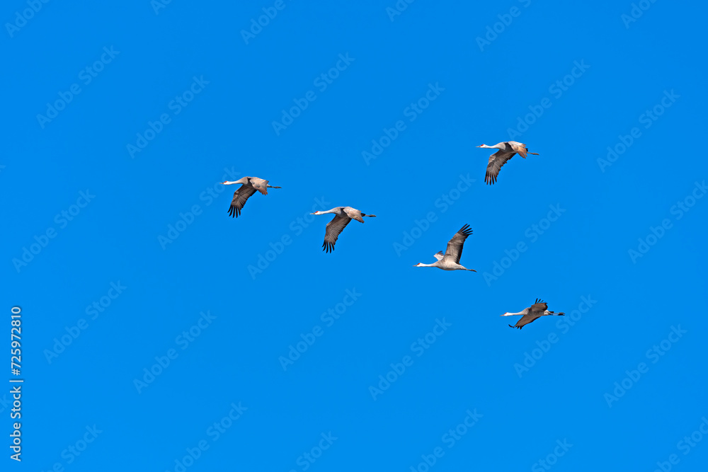 Sandhill Cranes Flying in a Clear Blue Sky