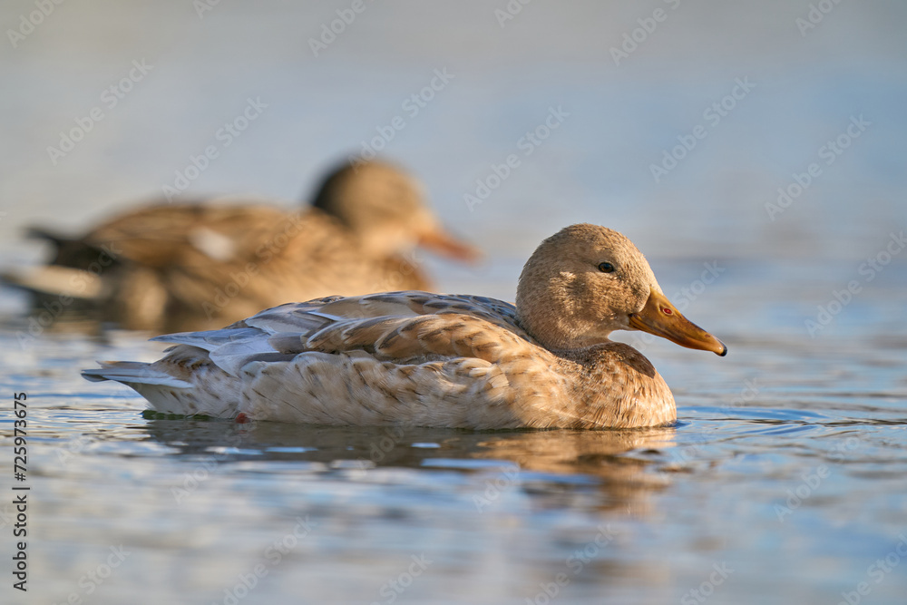 Fototapeta premium Ente
