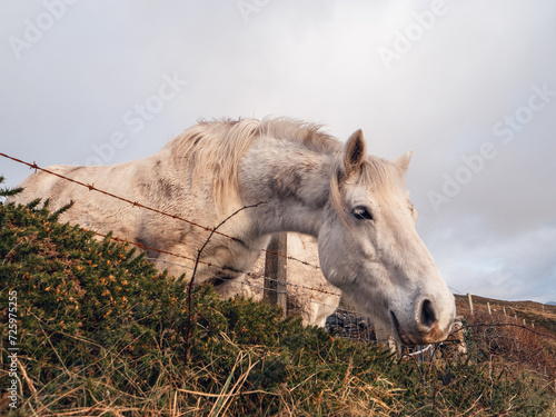 Two white horses by a metal wire fence in a field  hill and blue cloudy sky in the background. Nature scene with stunning animals in pasture.