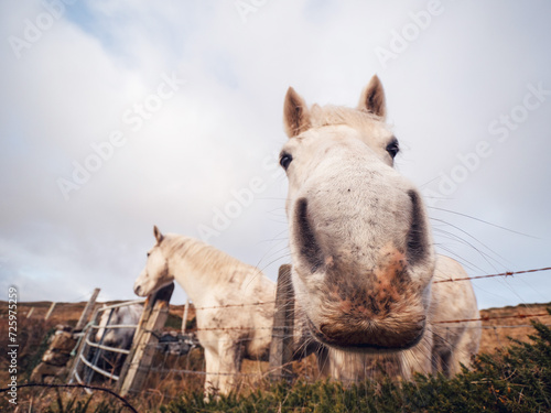 Two funny looking white horses by a metal wire fence in a field  hill and blue cloudy sky in the background. Nature scene with stunning animals in pasture. Distorted face due to lens optics.