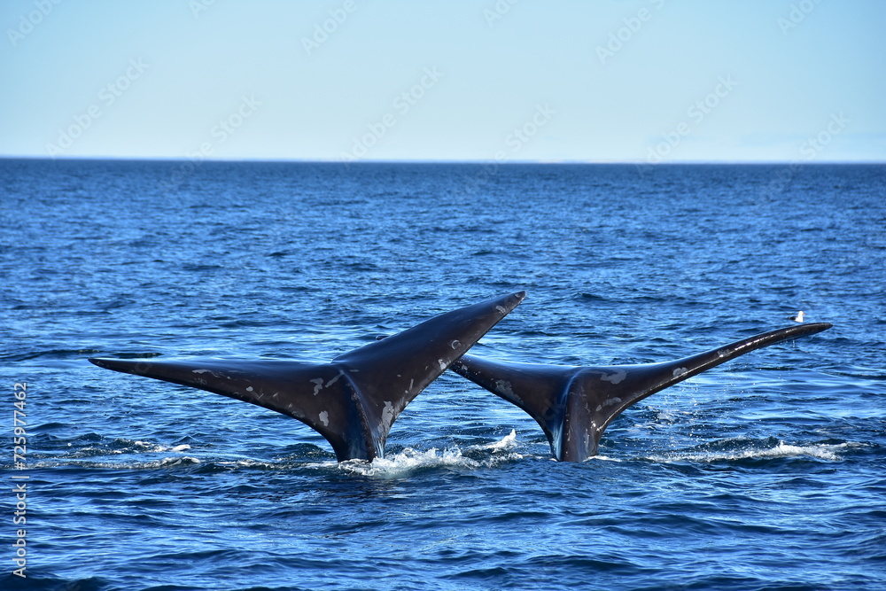 Fototapeta premium whale in the sea