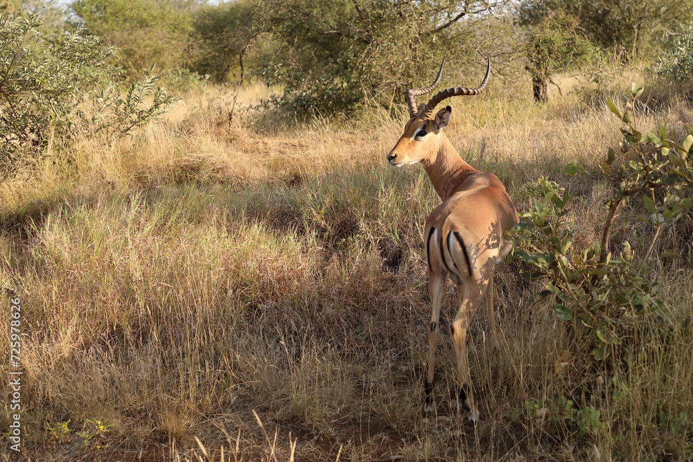 Naklejka premium Schwarzfersenantilope / Impala / Aepyceros melampus