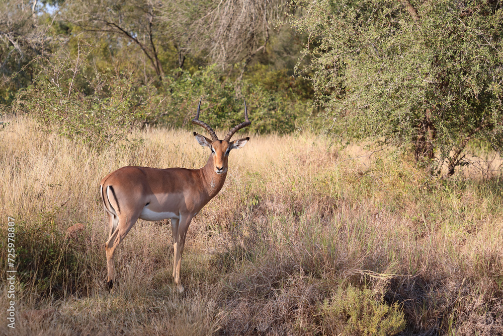 Schwarzfersenantilope / Impala / Aepyceros melampus Schwarzfersenantilope / Impala / Aepyceros melampus