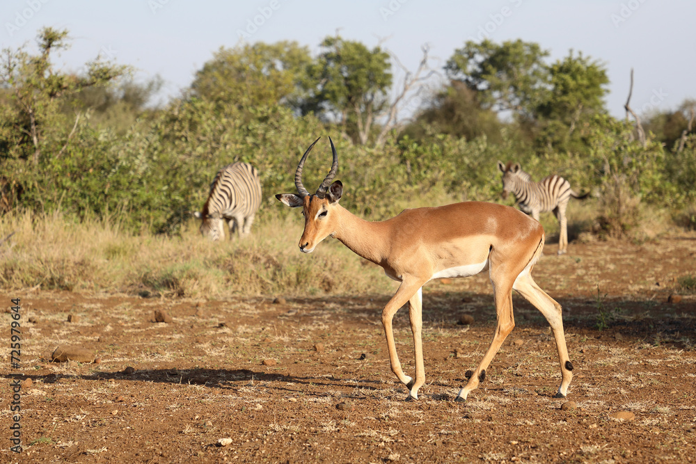Naklejka premium Schwarzfersenantilope / Impala / Aepyceros melampus