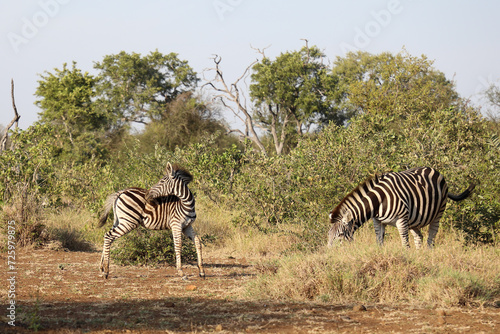 Steppenzebra   Burchell s zebra   Equus quagga burchellii.