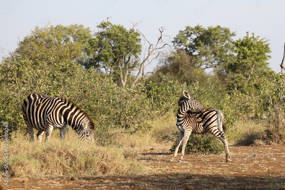 Obraz premium Steppenzebra / Burchell's zebra / Equus quagga burchellii.