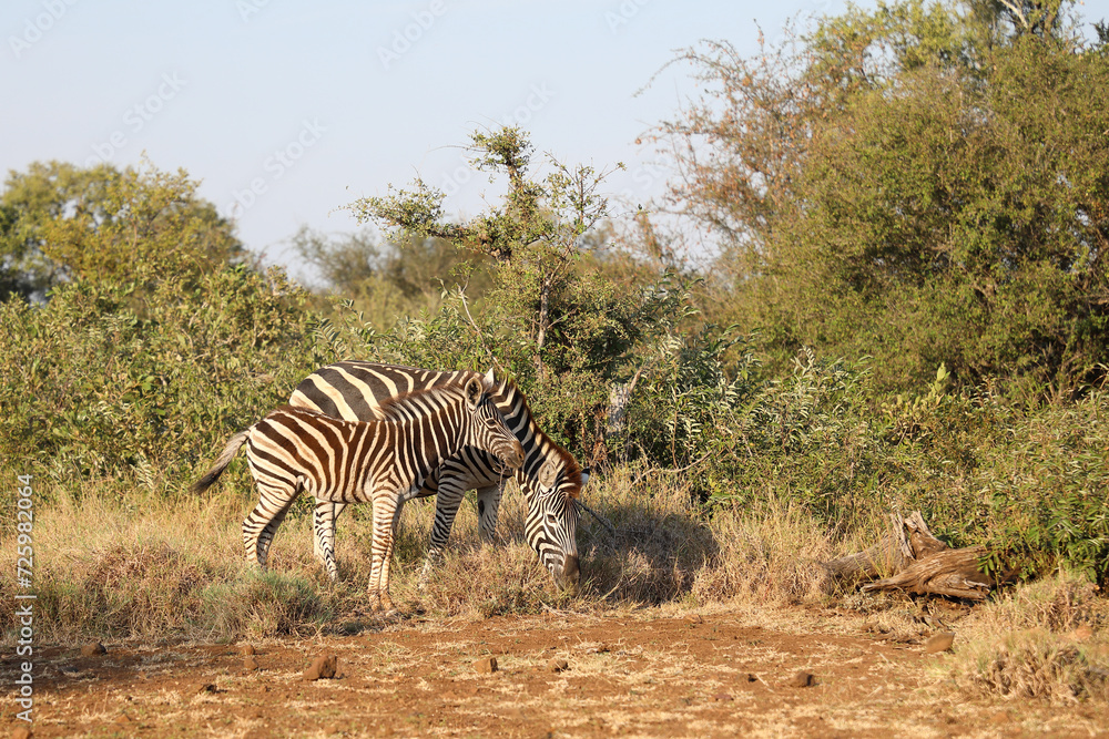 Obraz premium Steppenzebra / Burchell's zebra / Equus quagga burchellii.