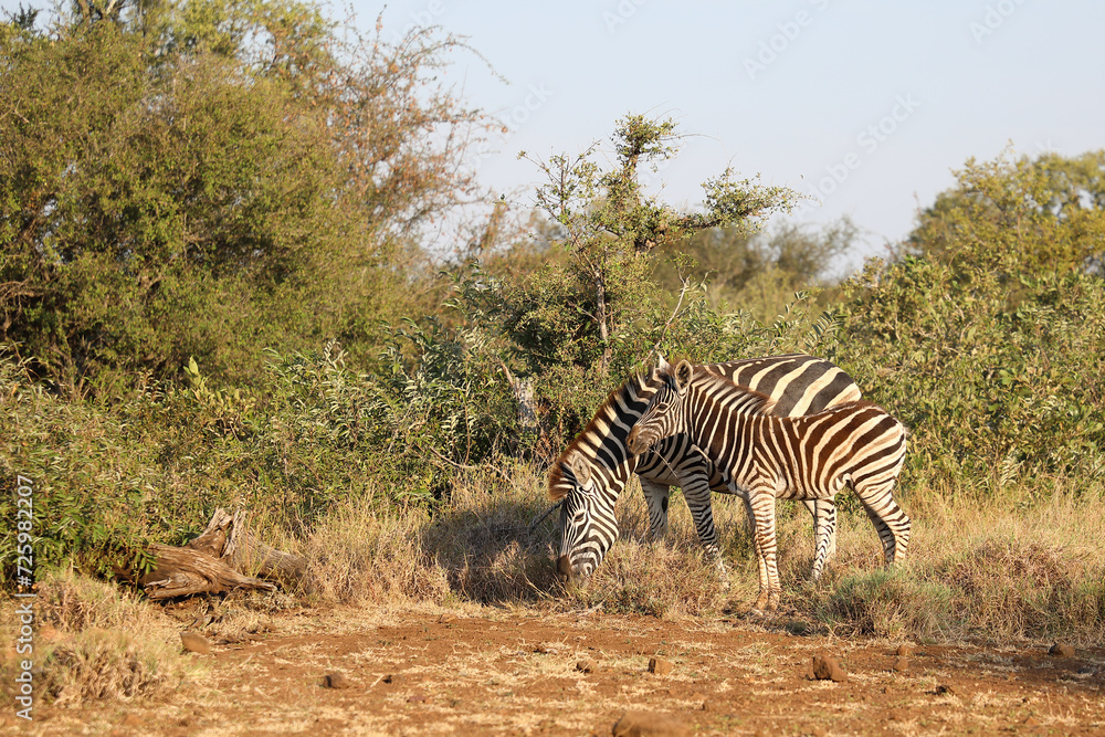 Obraz premium Steppenzebra / Burchell's zebra / Equus quagga burchellii.