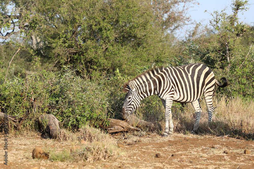 Obraz premium Steppenzebra / Burchell's zebra / Equus quagga burchellii