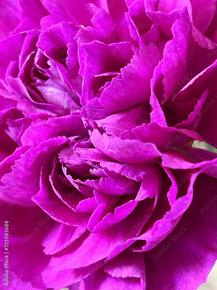 magenta carnation magenta carnation
