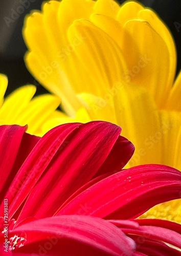 red and yellow daisy