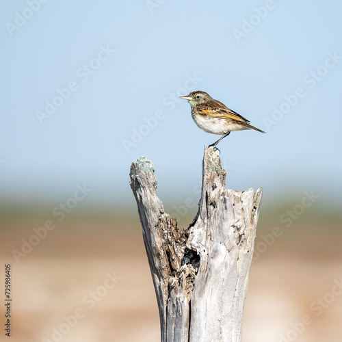 himenops perspicillatus female photo