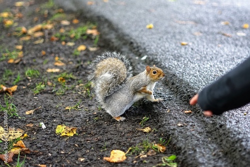 Pointing squirrel  © TheFlyingMeerkat