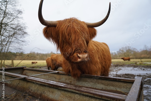 Highland cow © TheFlyingMeerkat