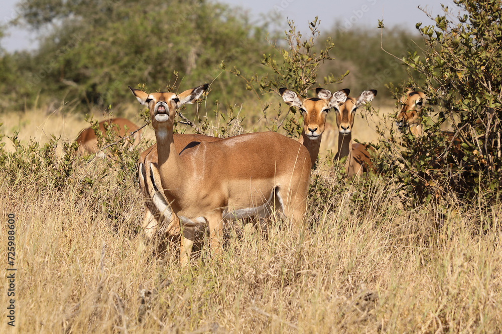 Schwarzfersenantilope / Impala / Aepyceros melampus