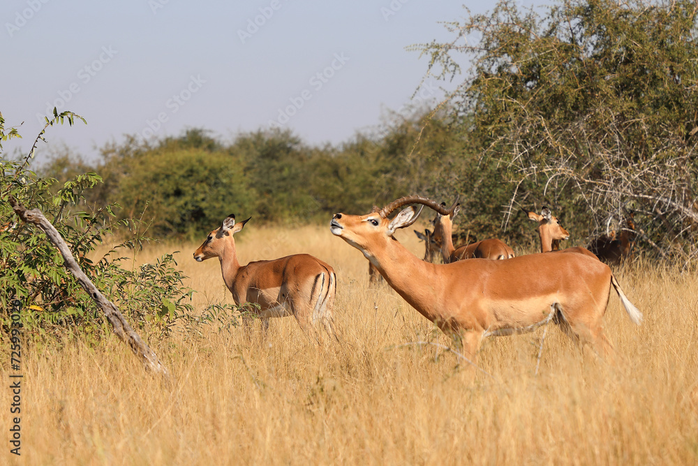 Schwarzfersenantilope / Impala / Aepyceros melampus Schwarzfersenantilope / Impala / Aepyceros melampus
