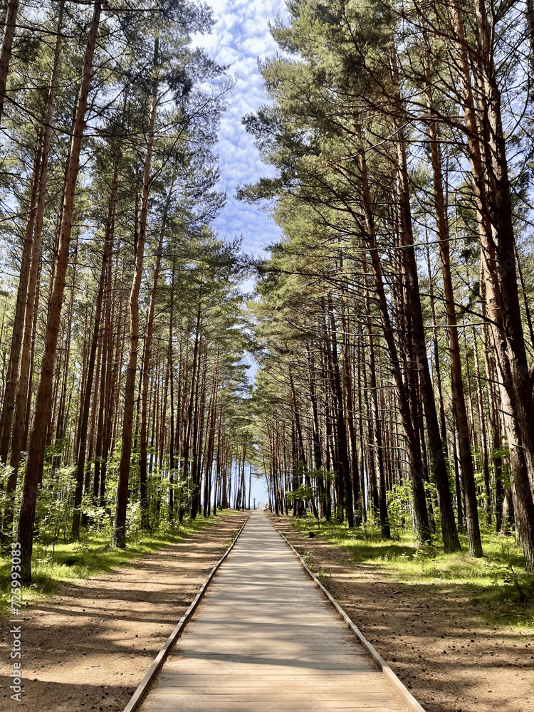 Obraz premium path in the woods