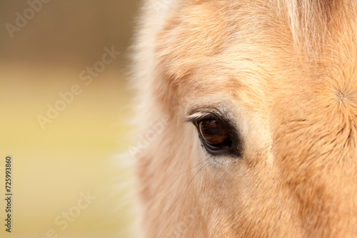 Pferde Auge Nahaufnahme. Blick in die Seele und Gef  hle 