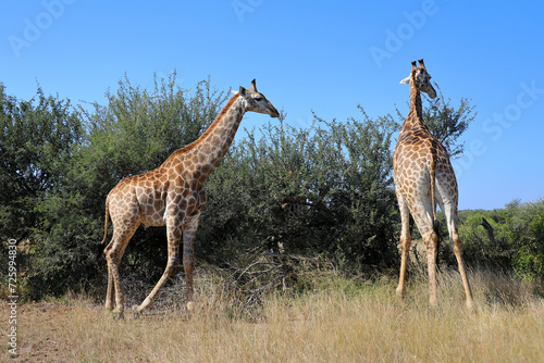 Giraffe   Giraffe   Giraffa camelopardalis