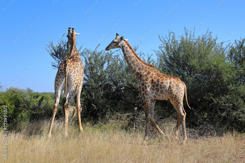 Giraffe / Giraffe / Giraffa camelopardalis Giraffe / Giraffe / Giraffa camelopardalis