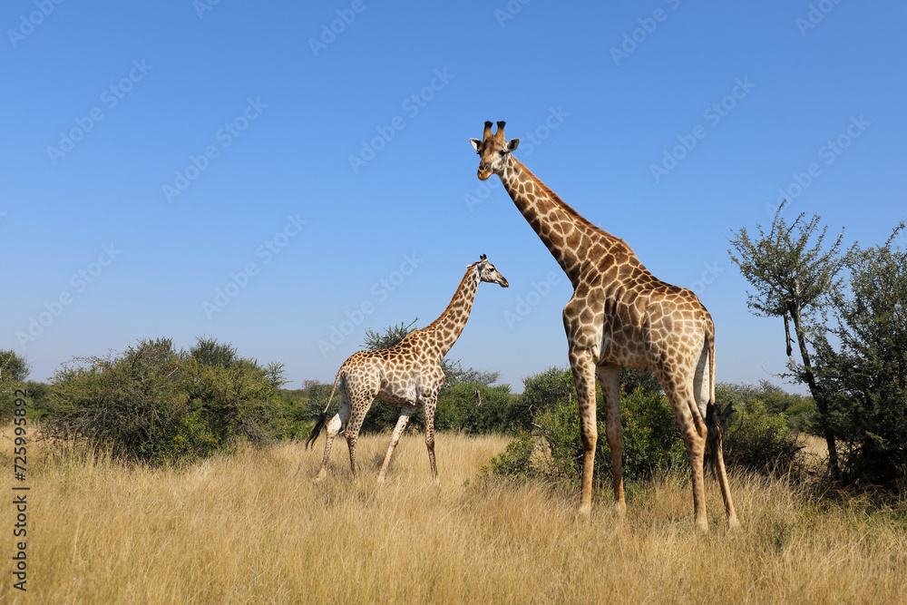 Fototapeta premium Giraffe / Giraffe / Giraffa camelopardalis