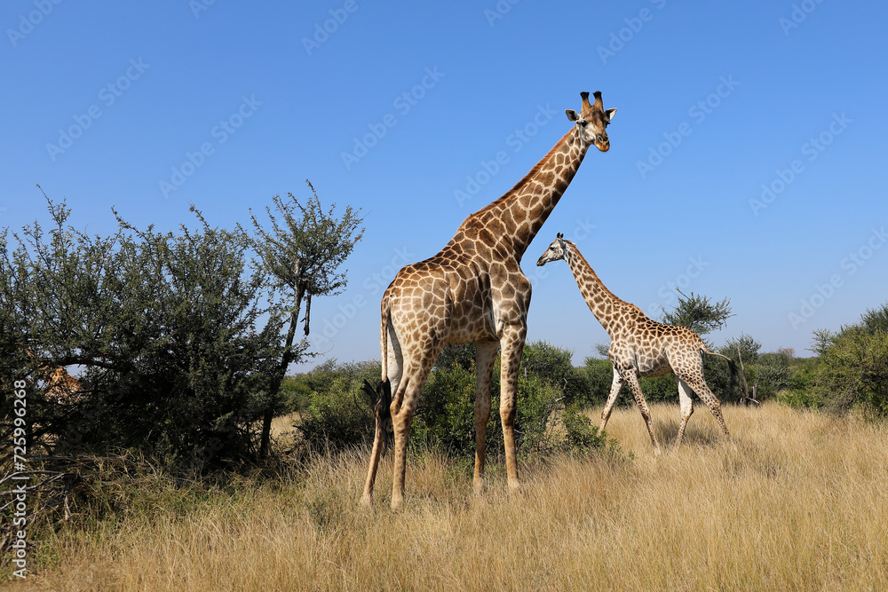 Obraz premium Giraffe / Giraffe / Giraffa camelopardalis